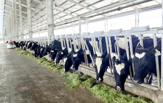 Vinamilk[-]sản[-]xuất[-]sữa[-]A2[-]đầu[-]tiên[-]tại[-]Việt[-]Nam
